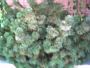 PICT0806
