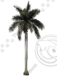 Royal Palm 2