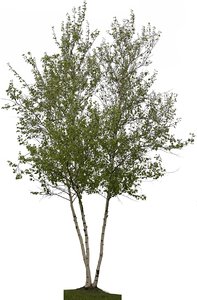 White Spire Birch Clump (Betula Populifolia) 02