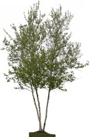 White Spire Birch Clump (Betula Populifolia) 02