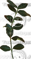 Creeper Vine Branch