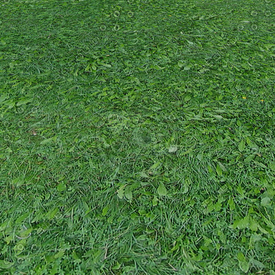 Texture JPEG grass texture 2048