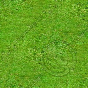 grass texture
