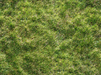 grass_06