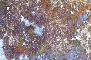 ground concrete moss weeds 2- 2000x1333