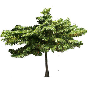 Tropical beach tree