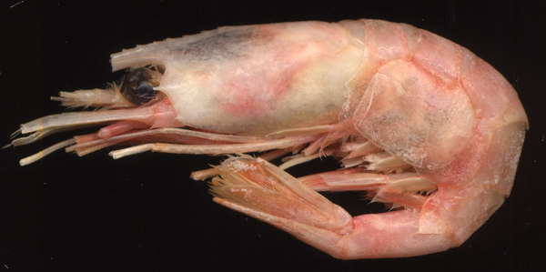 Texture JPEG crustacean prawn shell