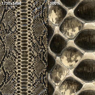 Texture JPEG Snake Skin Snakes