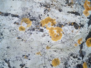 vlm_rockmoss001