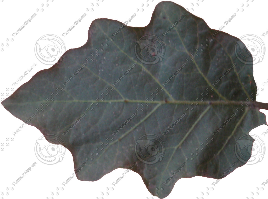 Texture Targa eggplant plant leaf