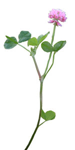 Flower_V_11