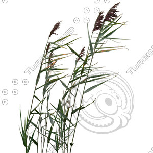 Grass_26