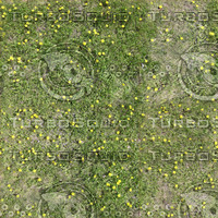 Grass and Dandelions