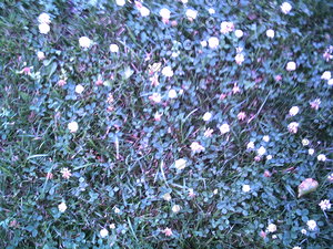 PICT0778