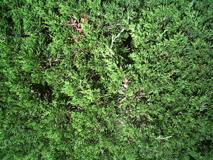 PICT0799