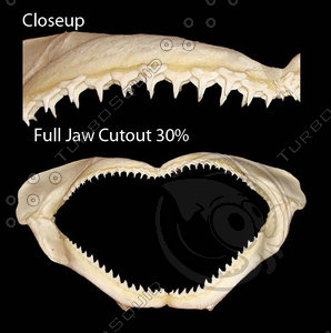 Shark Jaw