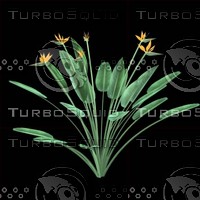 Strelitzia_Reginae_C