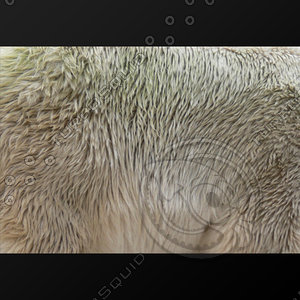 fur (01)