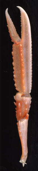 Texture JPEG crustacean prawn shell