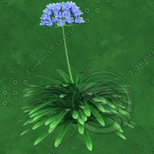 Agapanthus collection - Lily Of The Nile