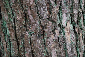 Bark_Texture Pack_0002