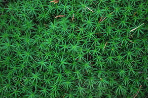 Moss_Texture Pack (2)