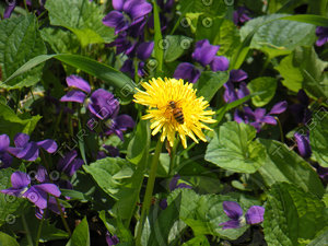 Flower patch collection