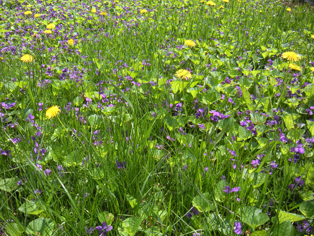 Texture JPEG flower patch grass