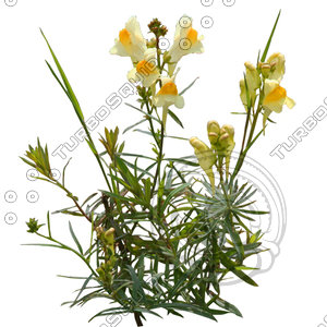 Flower_V_09