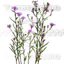 Grass_24