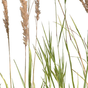 Grass_28