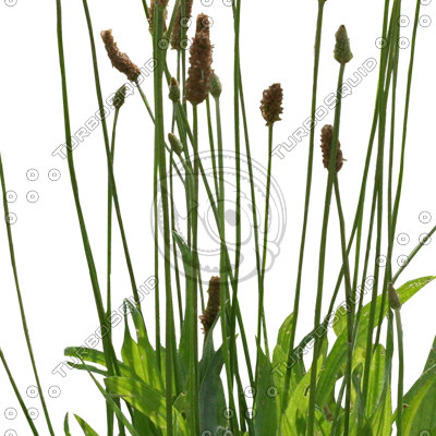  https://static.turbosquid.com/Preview/2014/08/01__20_07_34/Grass_29_03.jpg3db4d5a0-dcdf-403e-9028-7d3cba6187dfLarger.jpg