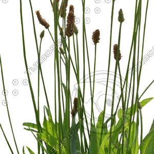 Grass_29