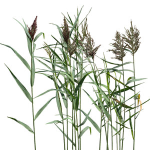 Grass_33