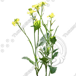 Grass_34