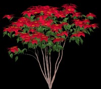 Poinsettia B - Euphorbia pulcherrima