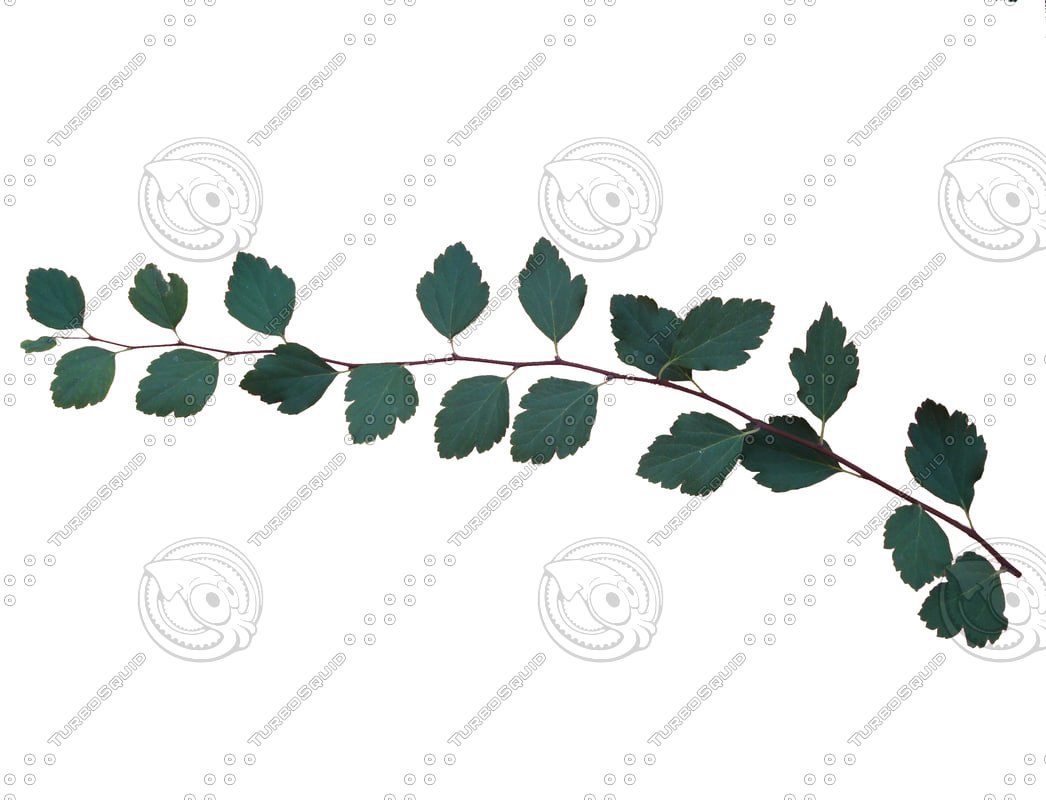  https://static.turbosquid.com/Preview/2014/08/01__20_07_34/SPIRAEA_vanhouttei_leaves.jpgeb19b9c5-6010-44d8-9697-ea094924e565Original.jpg