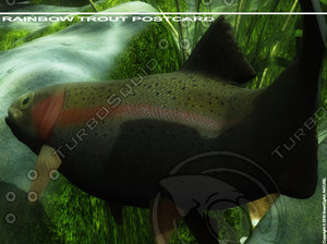 Rainbow Trout Digital Postcard