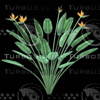 Strelitzia_Reginae_A