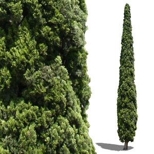cypress1