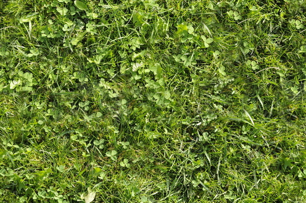 Texture JPEG grass wild green