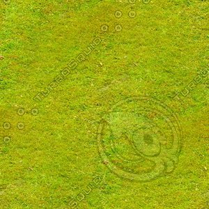 grass texture 2