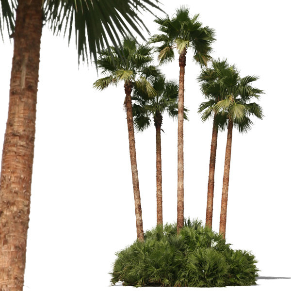 Texture palm tree trees