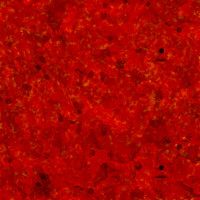 Organ & Blood Tissue Texture