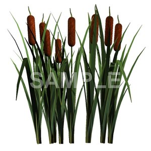 TX Cat-tails