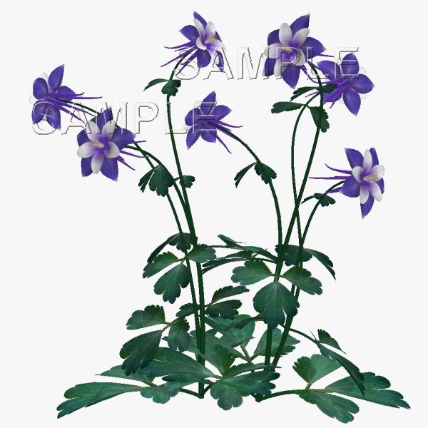 Texture PNG columbine plant flower