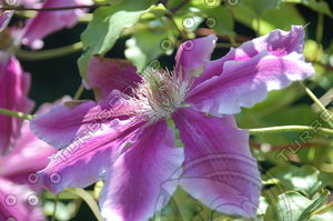 Flowers_Clematis_0001