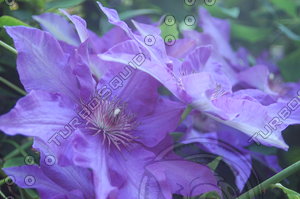 Flowers_Clematis_0002