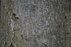 Bark_Texture Pack_0001
