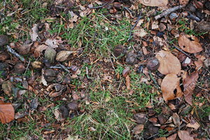 Ground_Texture Pack (1)